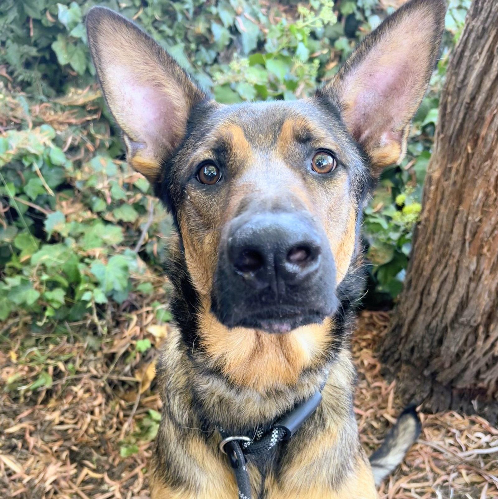 Enlarge Zeke, a Adoptable Shepherd in Oakland, CA image 3/3