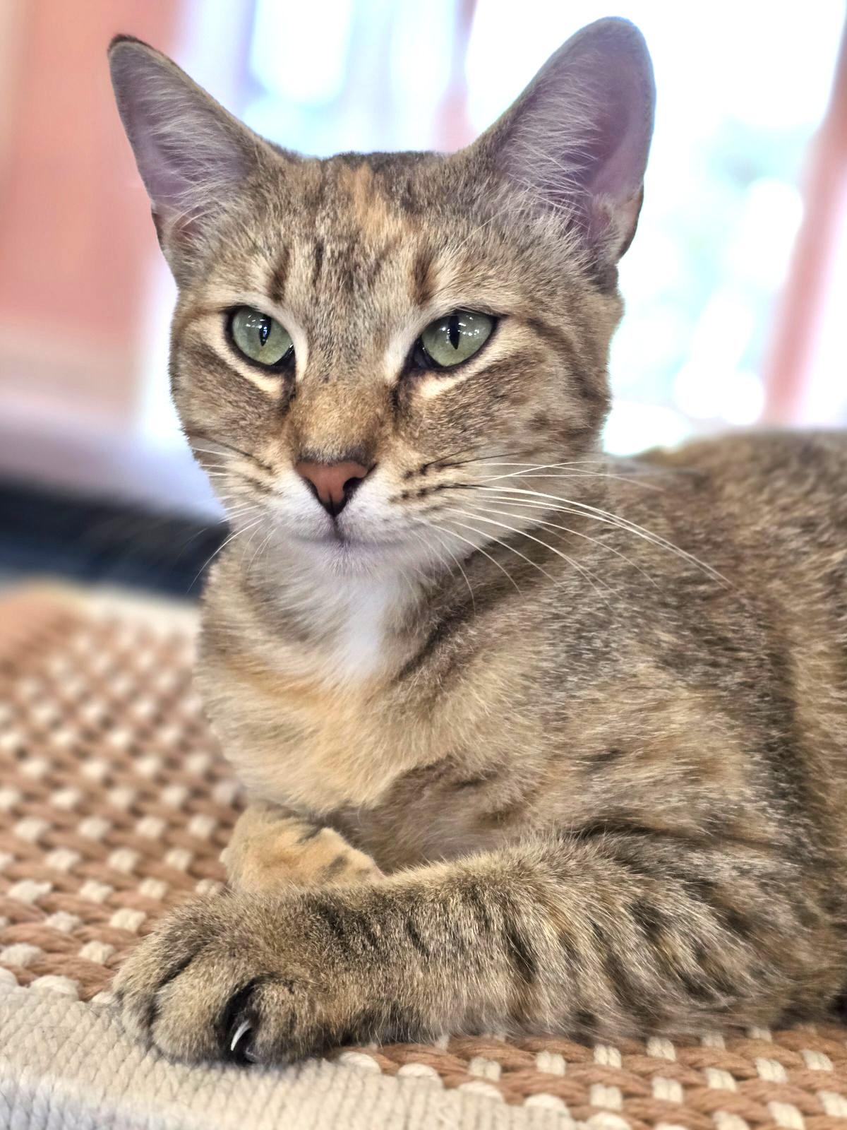 Enlarge PILOT, a Adoptable Domestic Short Hair in Fernandina Beach, FL image 5/5