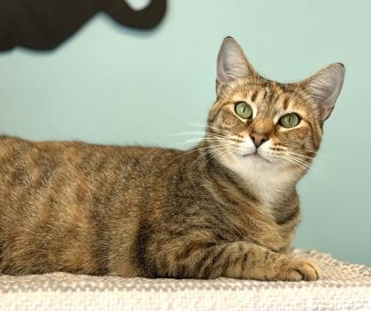 Enlarge PILOT, a Adoptable Domestic Short Hair in Fernandina Beach, FL image 1/5