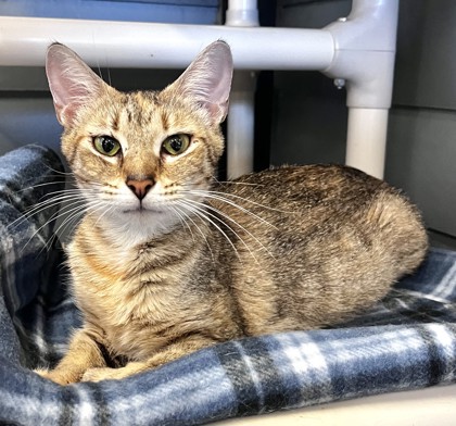 Enlarge PILOT, a Adoptable Domestic Short Hair in Fernandina Beach, FL image 2/5