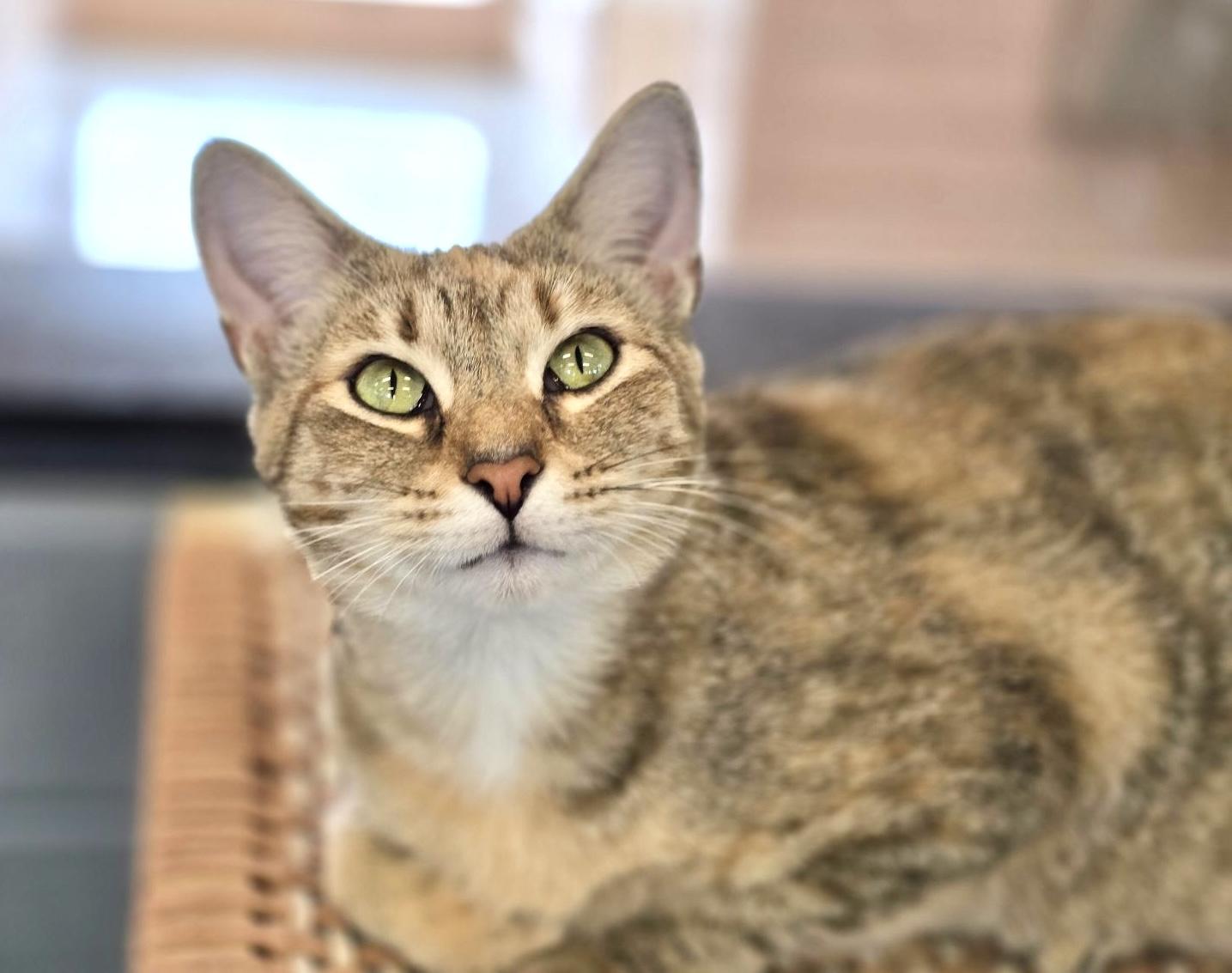 PILOT, an adoptable Domestic Short Hair in Fernandina Beach, FL, 32034 | Photo Image 1