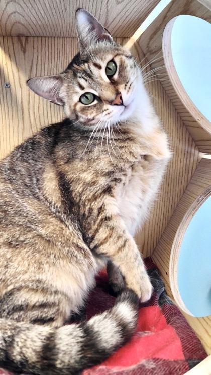 Enlarge PILOT, a Adoptable Domestic Short Hair in Fernandina Beach, FL image 4/5