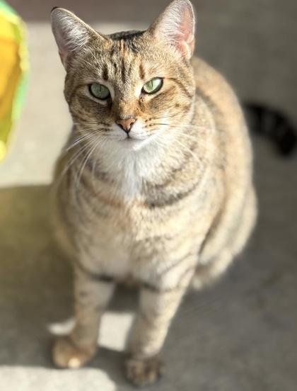 Enlarge PILOT, a Adoptable Domestic Short Hair in Fernandina Beach, FL image 6/6