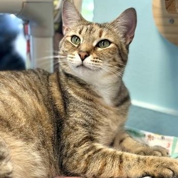 PILOT, Adoptable, Adult Female Domestic Short Hair.