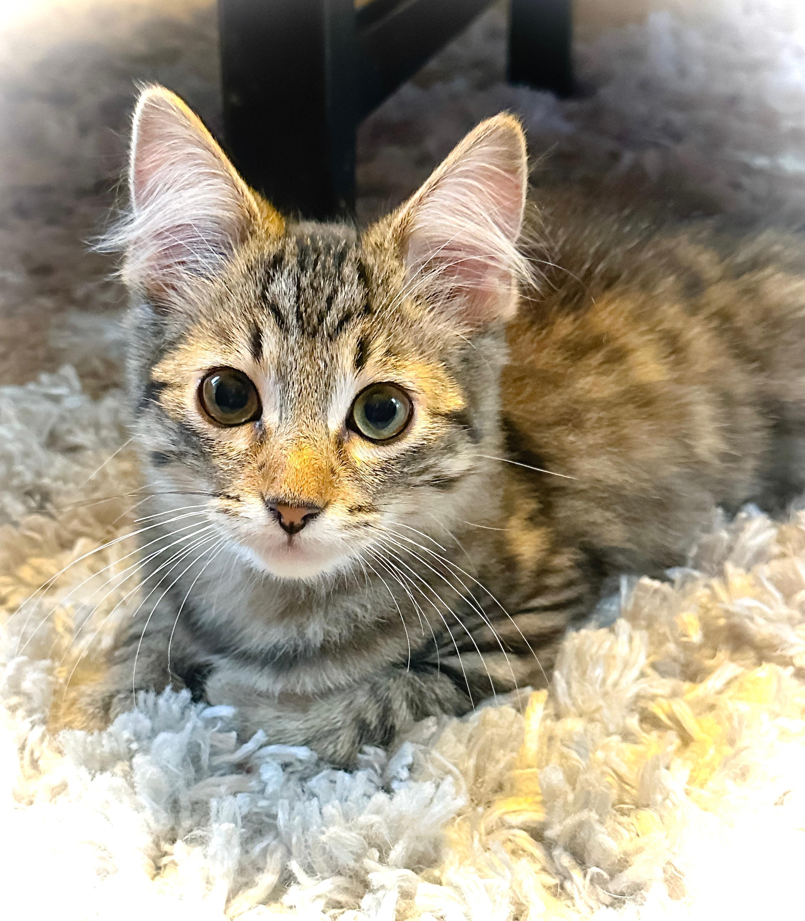 Enlarge Lux, a ADOPTABLE Tabby in Oakley, CA image 3/6