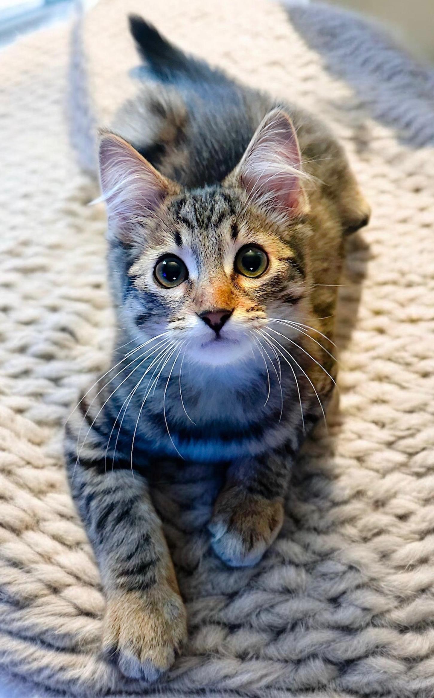 Enlarge Lux, a ADOPTABLE Tabby in Oakley, CA image 6/6