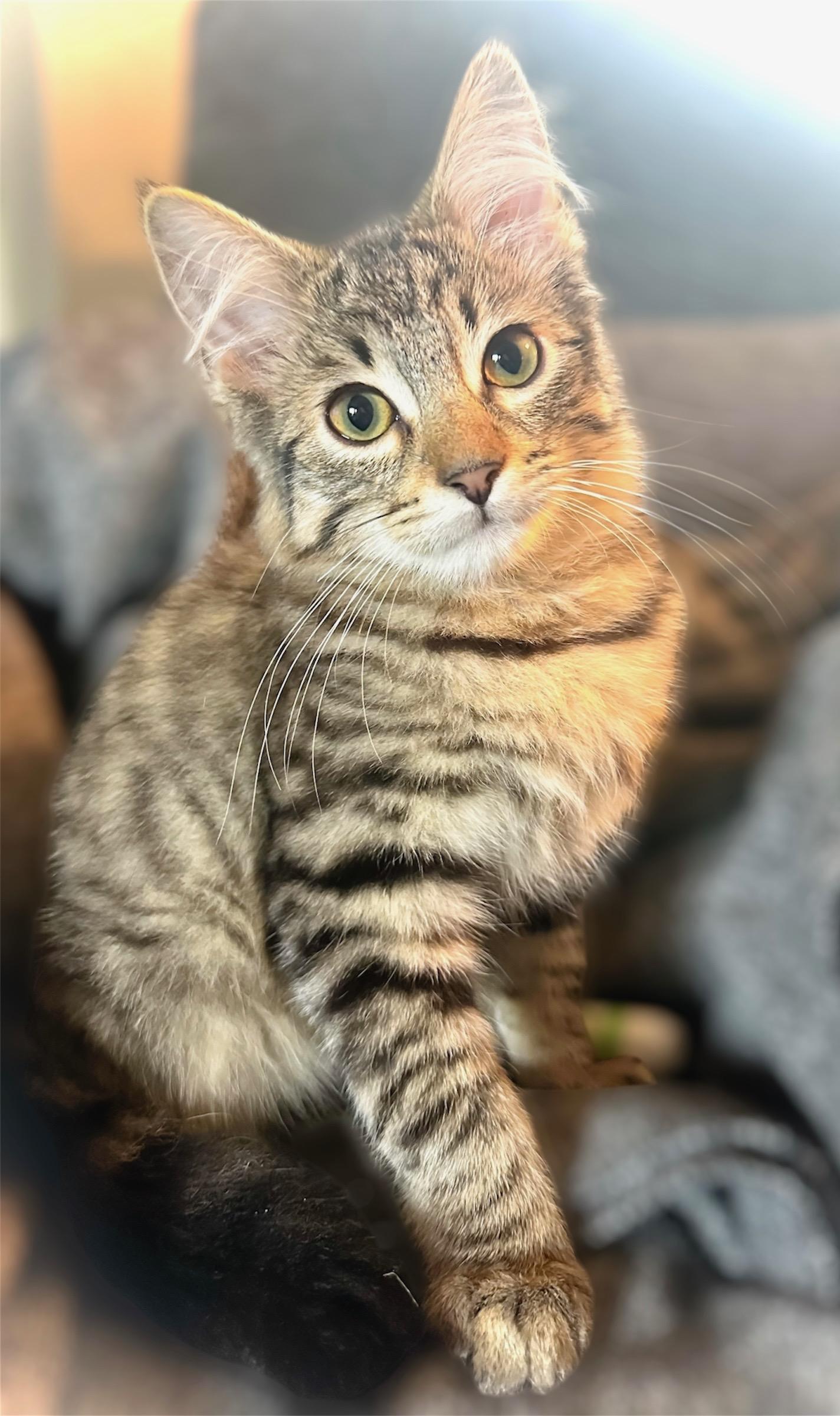 Enlarge Lux, a ADOPTABLE Tabby in Oakley, CA image 5/6