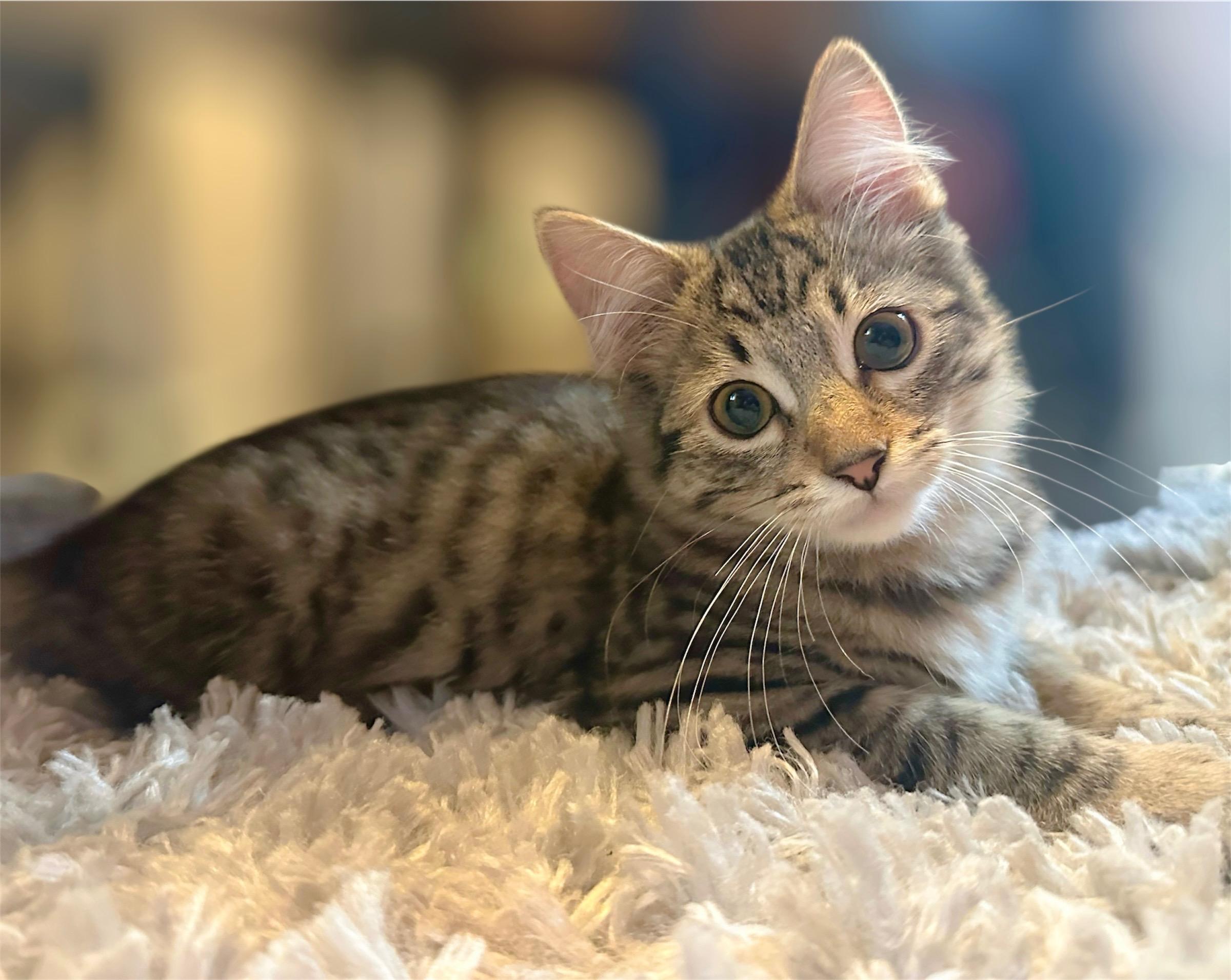 Enlarge Lux, a ADOPTABLE Tabby in Oakley, CA image 1/6