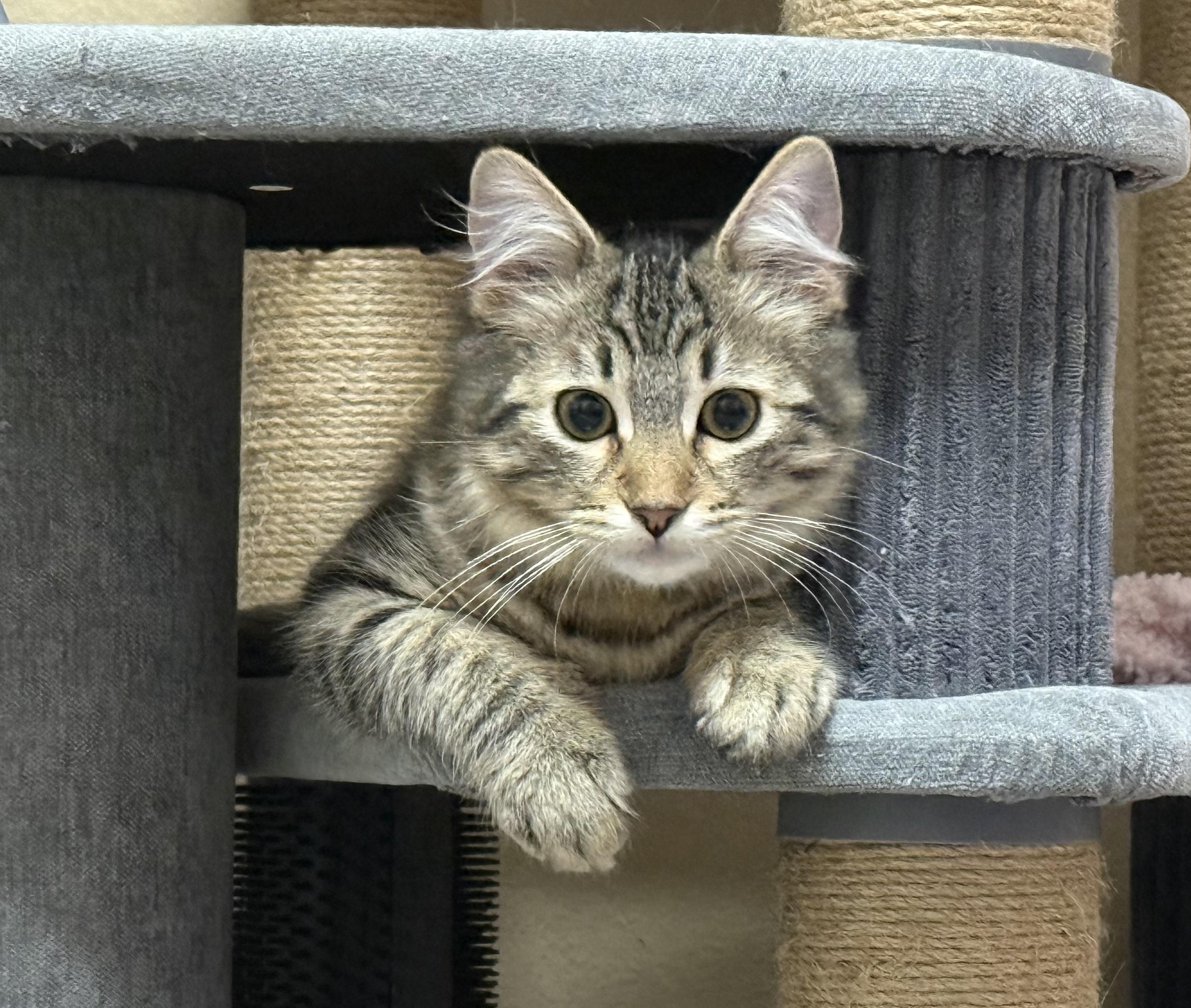 Enlarge Lux, a ADOPTABLE Tabby in Oakley, CA image 4/6