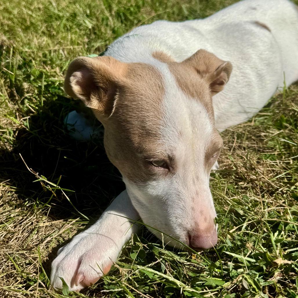 Enlarge Carl, a Adoptable Terrier in La Grange, KY image 2/6