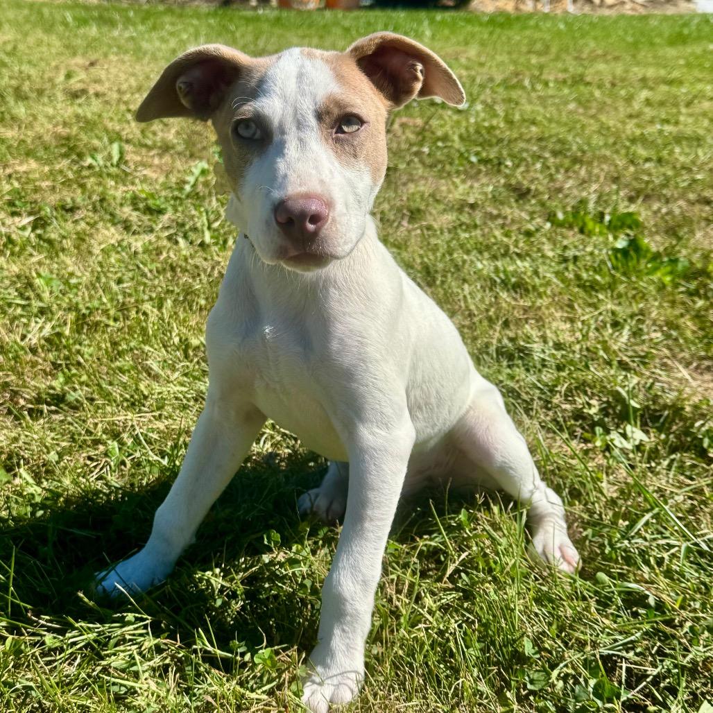 Enlarge Carl, a Adoptable Terrier in La Grange, KY image 3/6