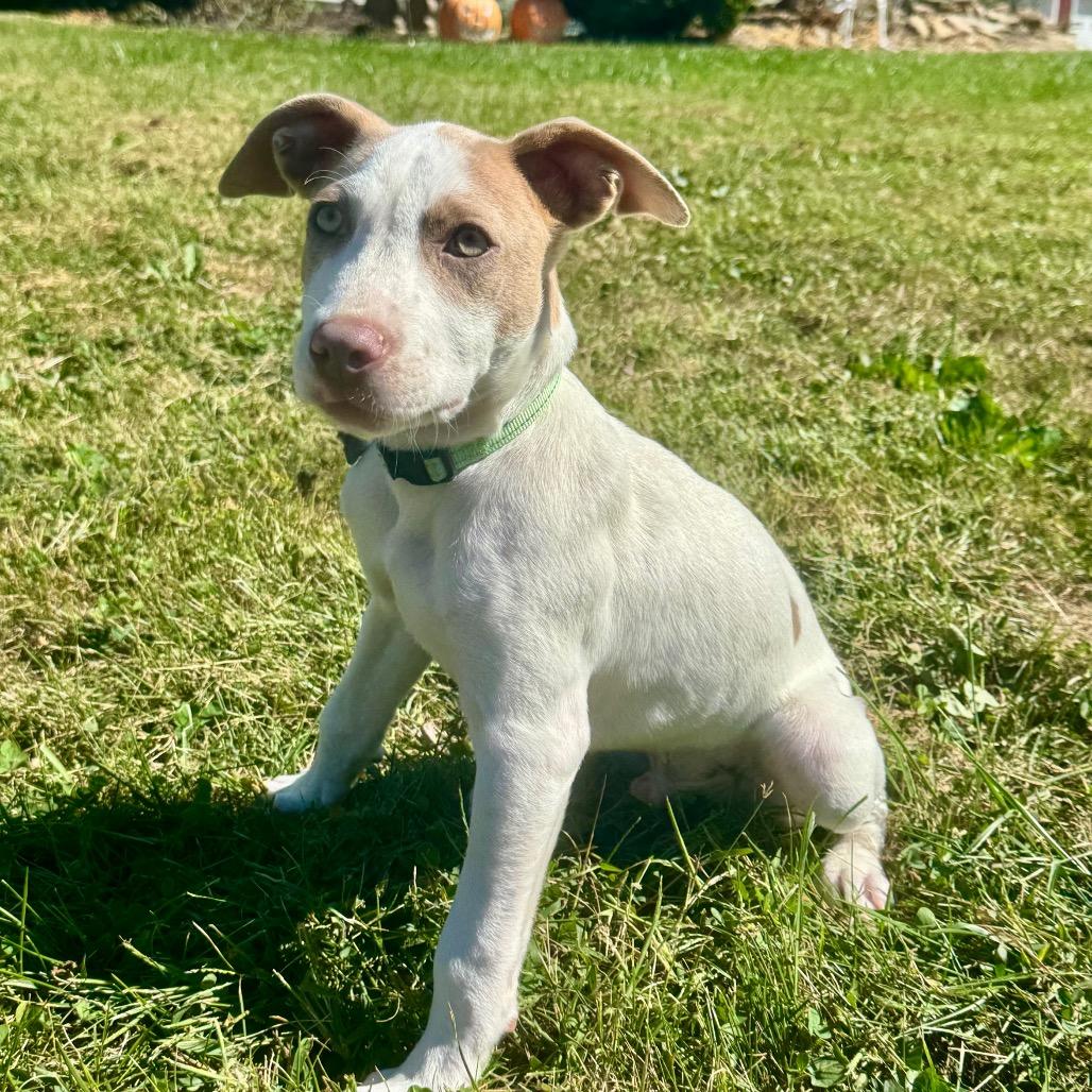 Enlarge Carl, a Adoptable Terrier in La Grange, KY image 5/6