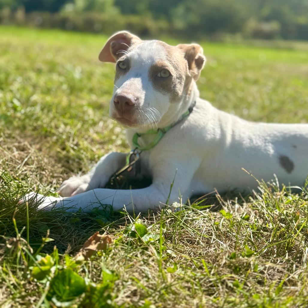 Enlarge Carl, a Adoptable Terrier in La Grange, KY image 6/6