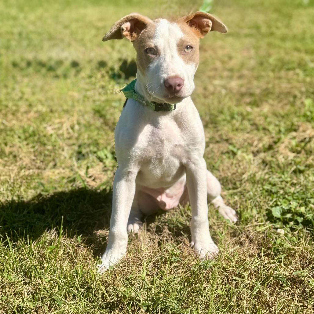 Enlarge Carl, a Adoptable Terrier in La Grange, KY image 1/6
