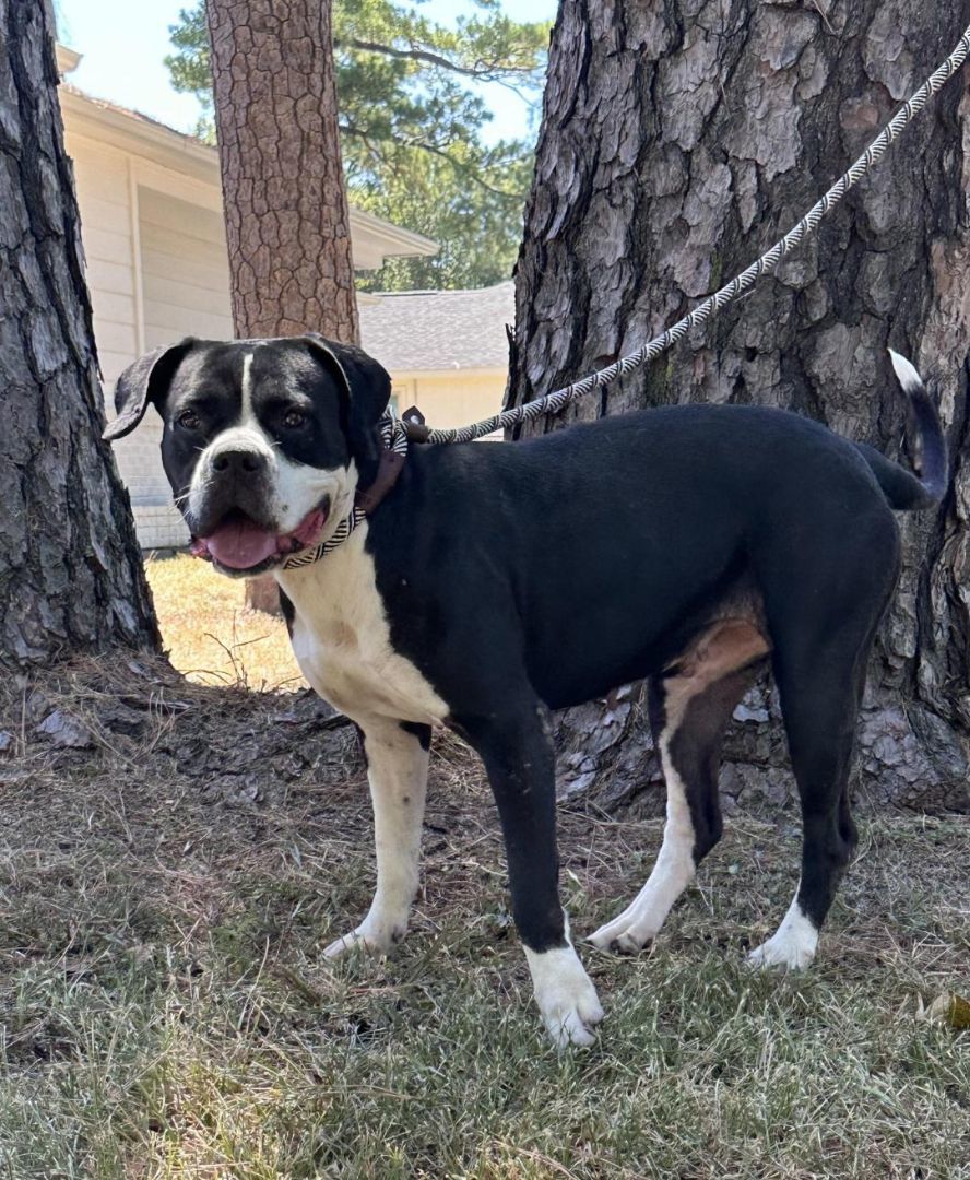 Enlarge Aggie, a Adopted mixed breed in Bandera, TX image 2/5