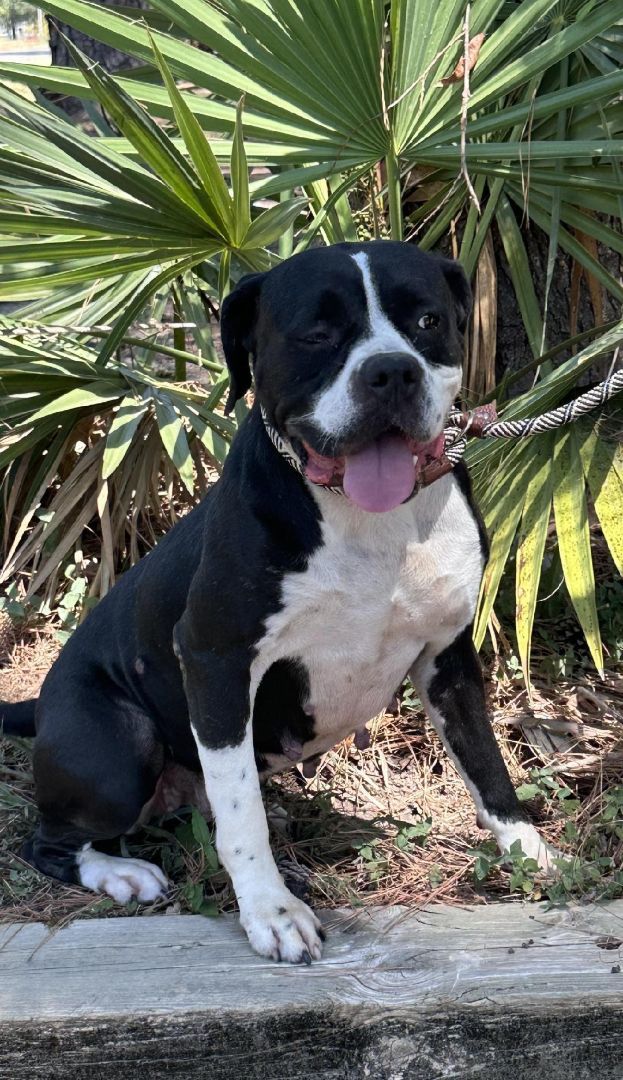 Enlarge Aggie, a Adopted mixed breed in Bandera, TX image 5/5