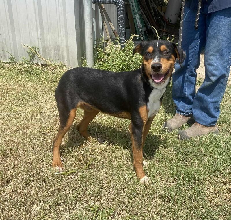 Drew, Adoptable, Adult Male Australian Shepherd & Mixed Breed.