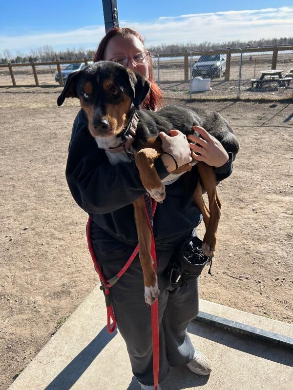 Enlarge Drew, a Adoptable mixed breed in Fort Collins, CO image 3/6