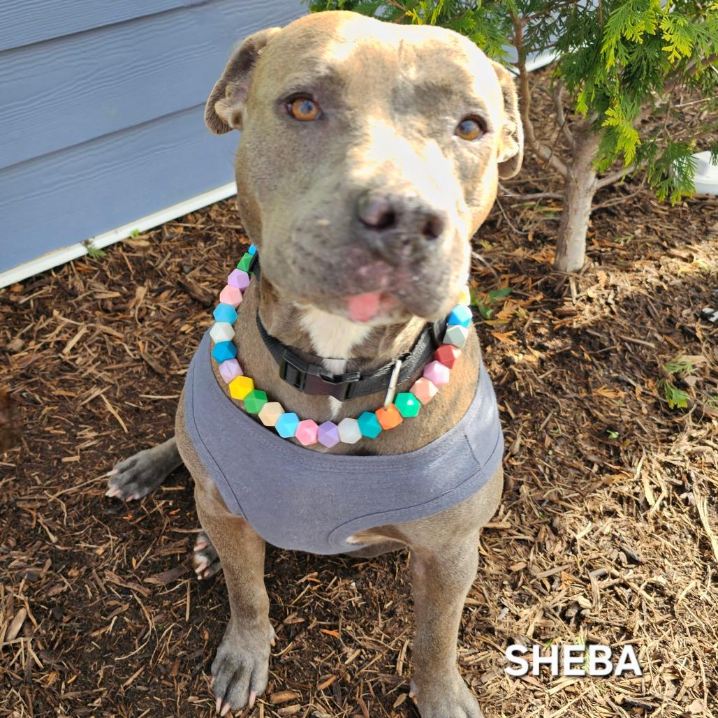 Sheba, Adoptable, Adult Female Pit Bull Terrier & Pit Bull Terrier.