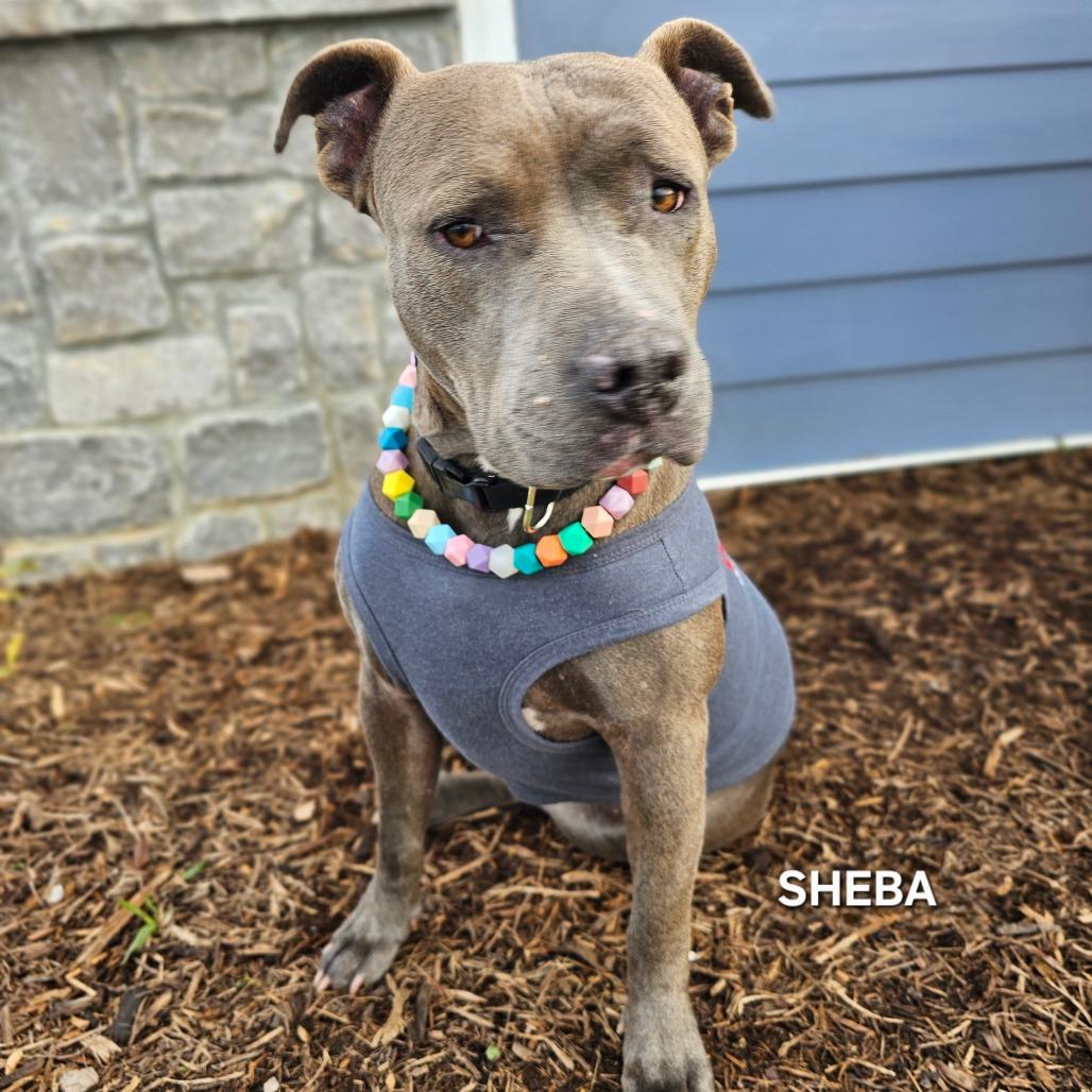 Sheba, Adoptable, Adult Female Pit Bull Terrier & Pit Bull Terrier.