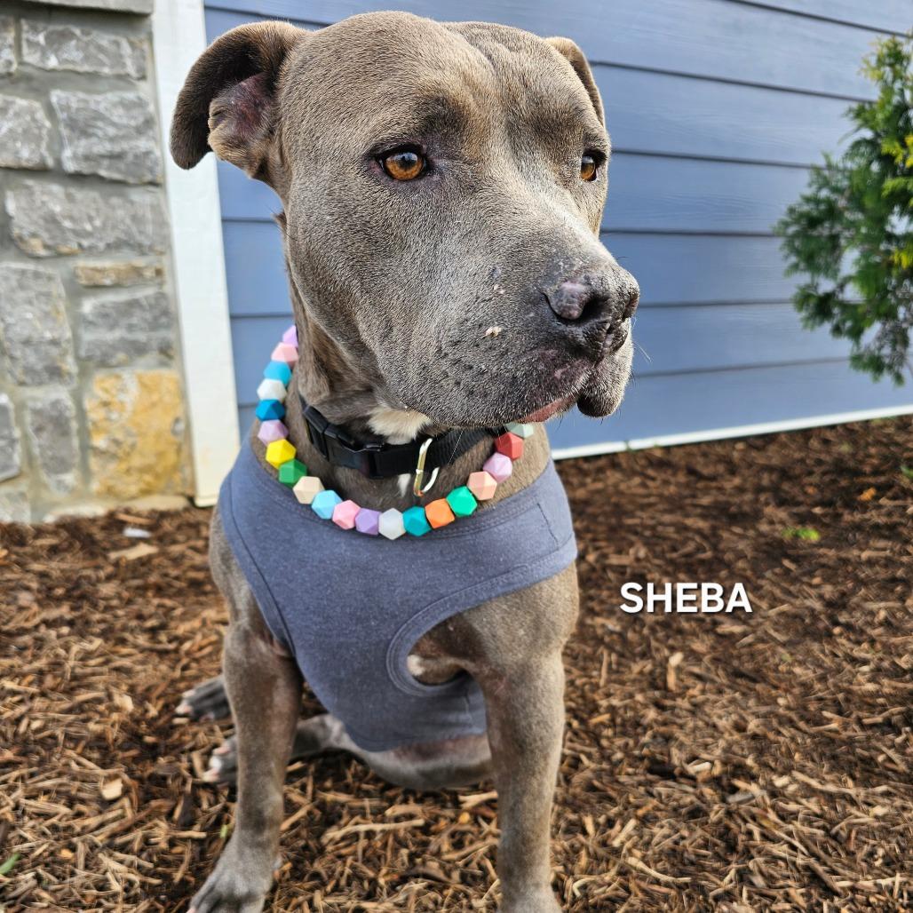 Enlarge Sheba, a Adoptable mixed breed in Madisonville, TN image 3/3