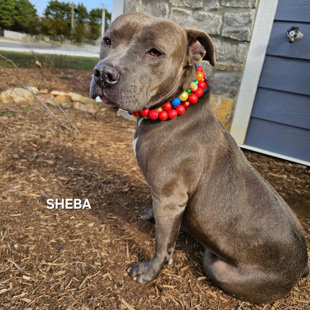 Enlarge Sheba, a Adoptable mixed breed in Madisonville, TN image 4/6