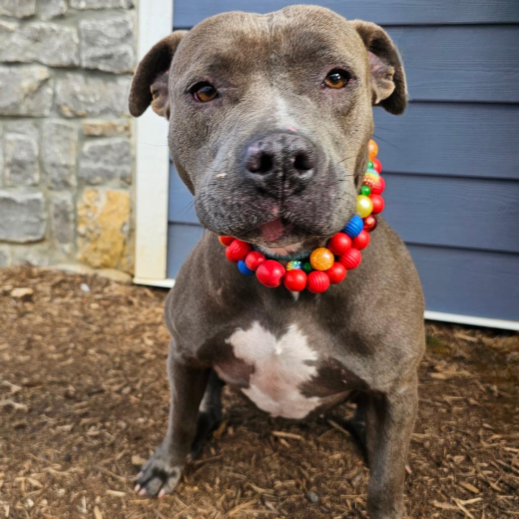 Enlarge Sheba, a Adoptable mixed breed in Madisonville, TN image 5/6