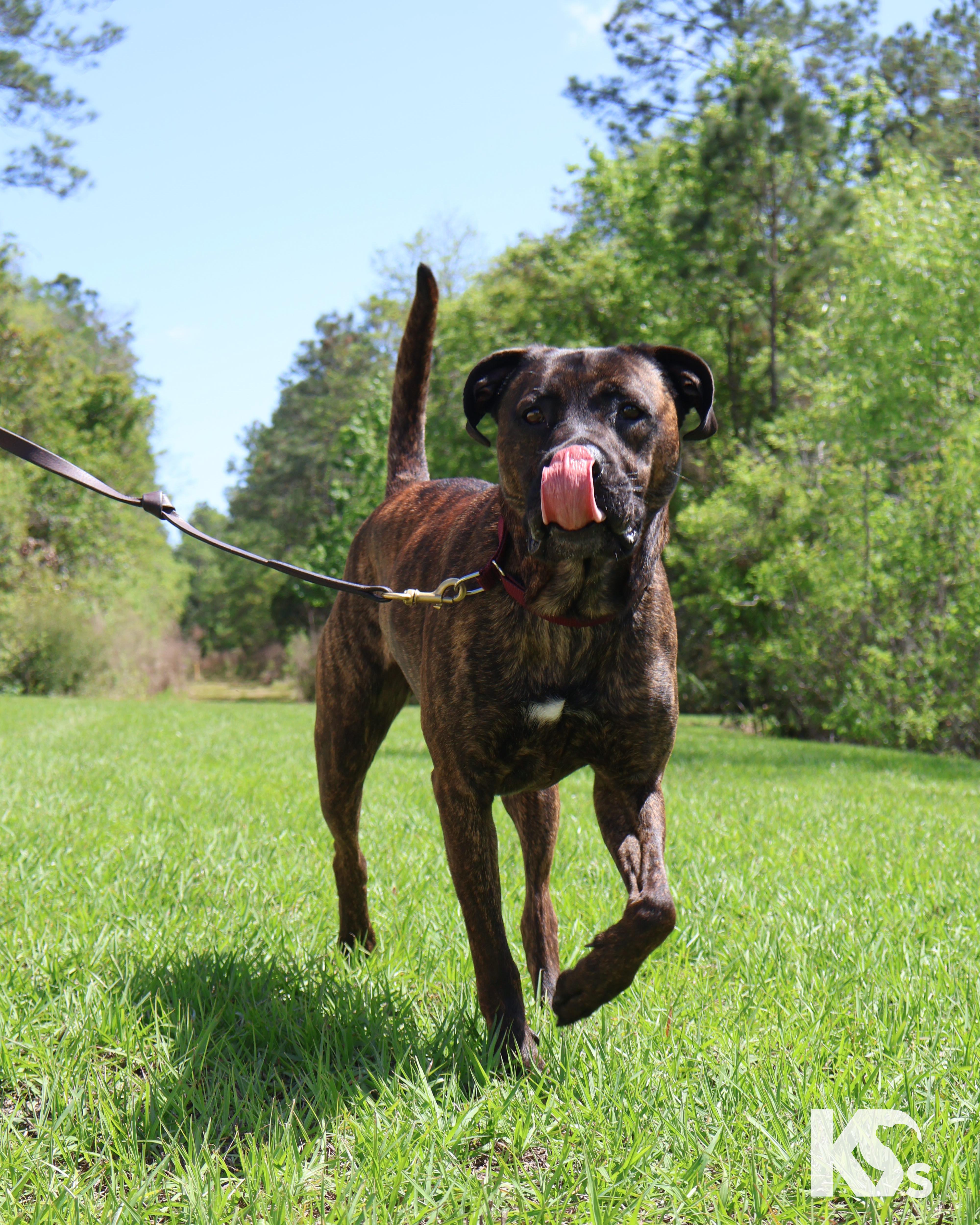 Roscoe, a Adoptable mixed breed in Ponte Vedra, FL image 6/6