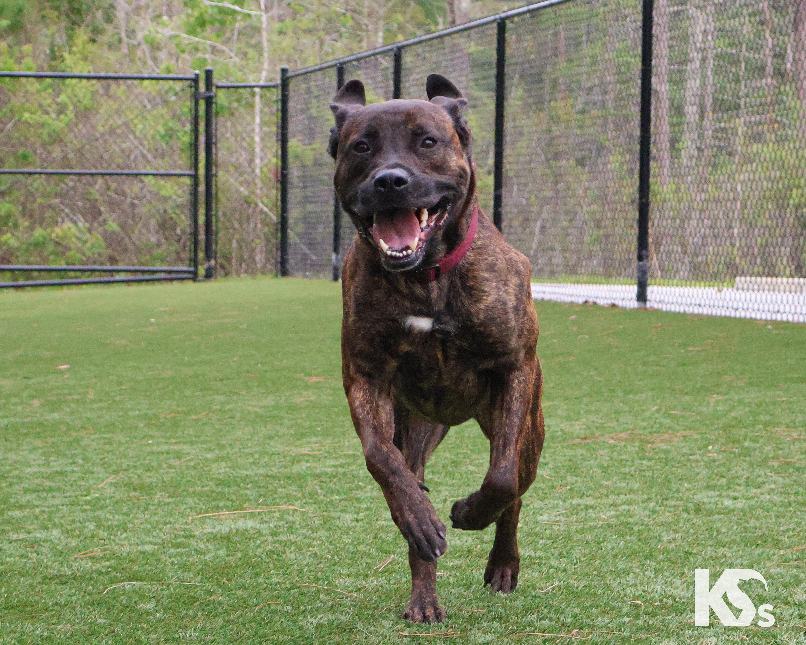 Roscoe, a Adoptable mixed breed in Ponte Vedra, FL image 2/6
