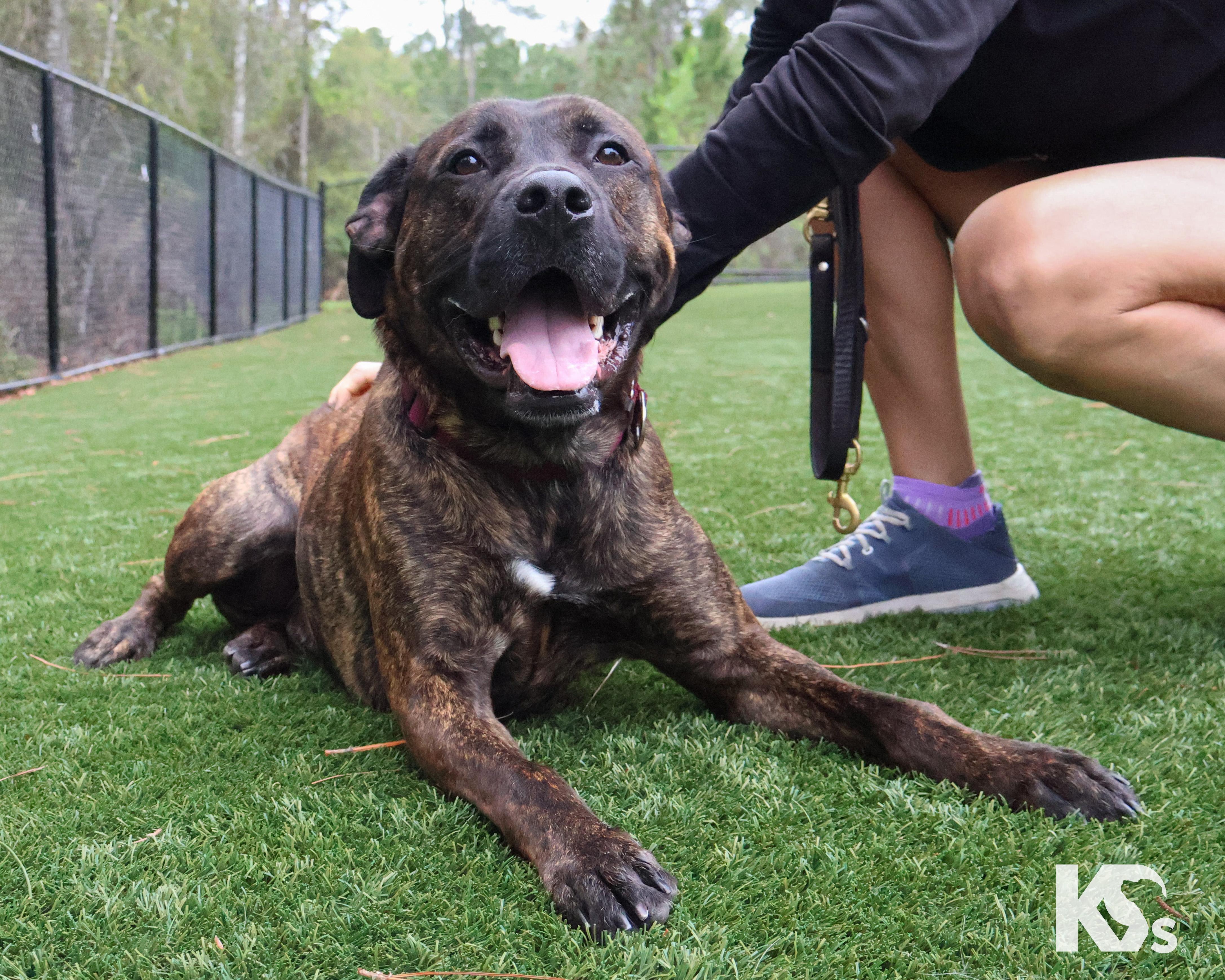 Roscoe, a Adoptable mixed breed in Ponte Vedra, FL image 5/6