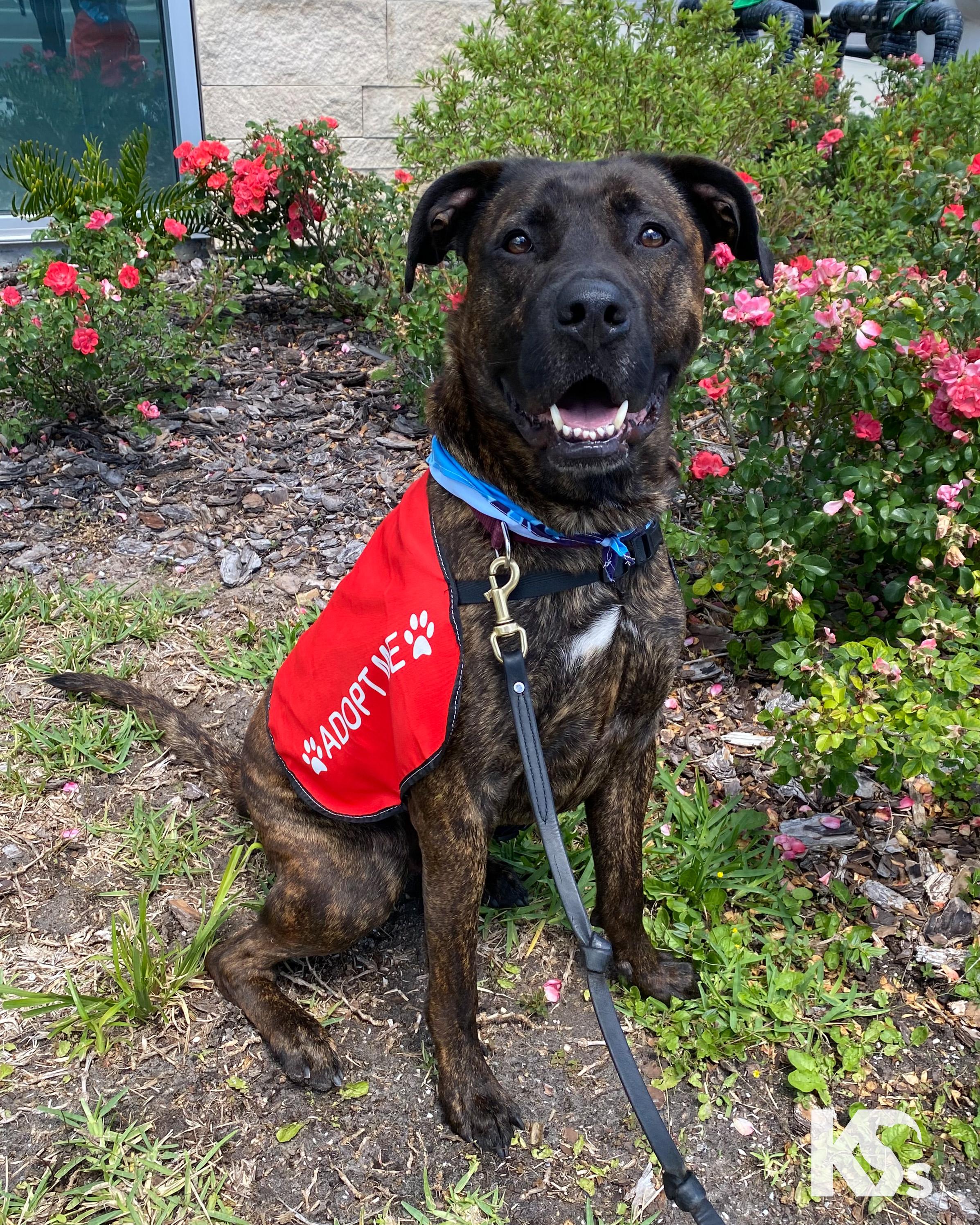 Roscoe, Adoptable, Young Male Mastiff & Plott Hound.