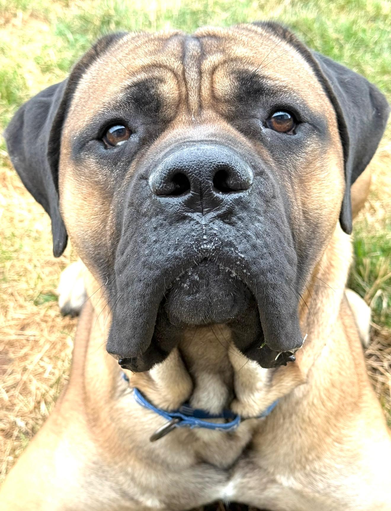 Polo, adopted, Young Male Mastiff.