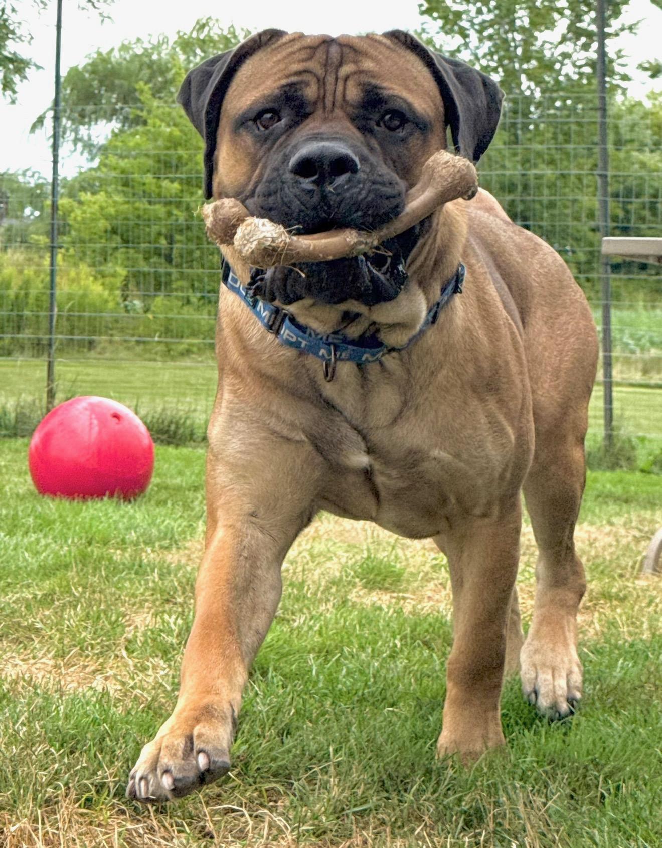 Enlarge Polo, an adopted Mastiff in Hilton, NY image 2/5