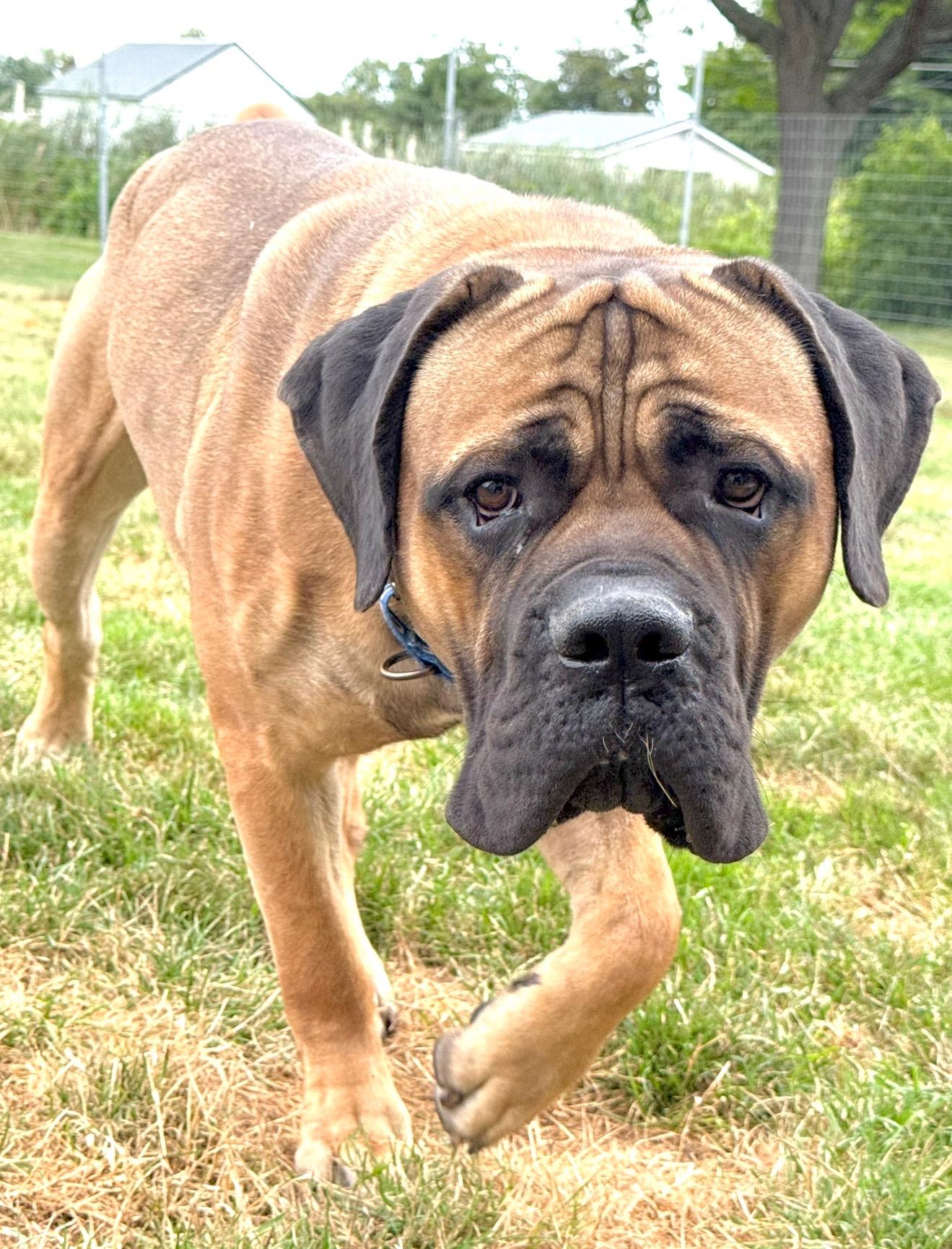 Enlarge Polo, an adopted Mastiff in Hilton, NY image 3/5