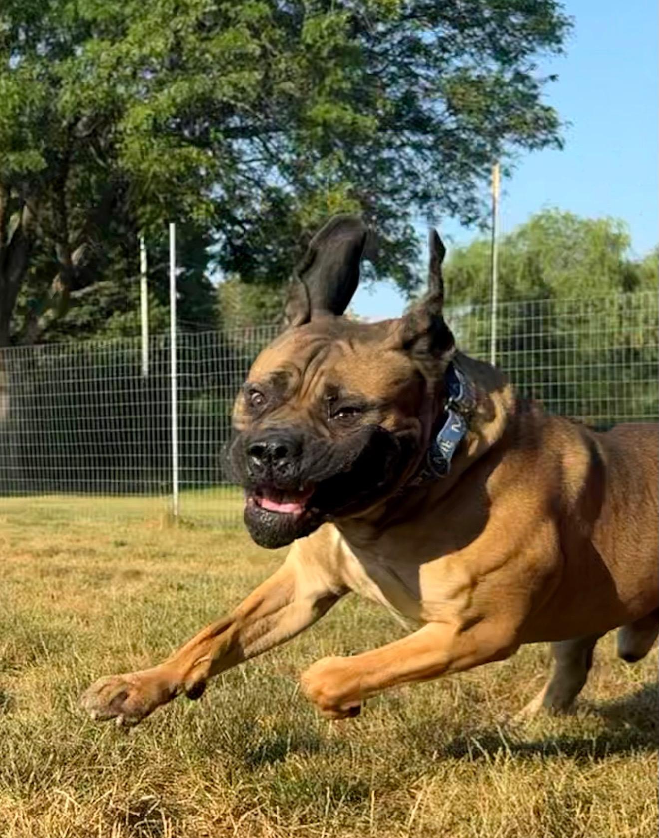 Enlarge Polo, an adopted Mastiff in Hilton, NY image 4/5
