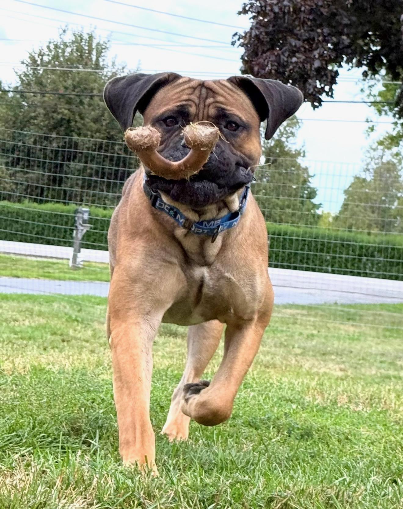 Enlarge Polo, an adopted Mastiff in Hilton, NY image 5/5