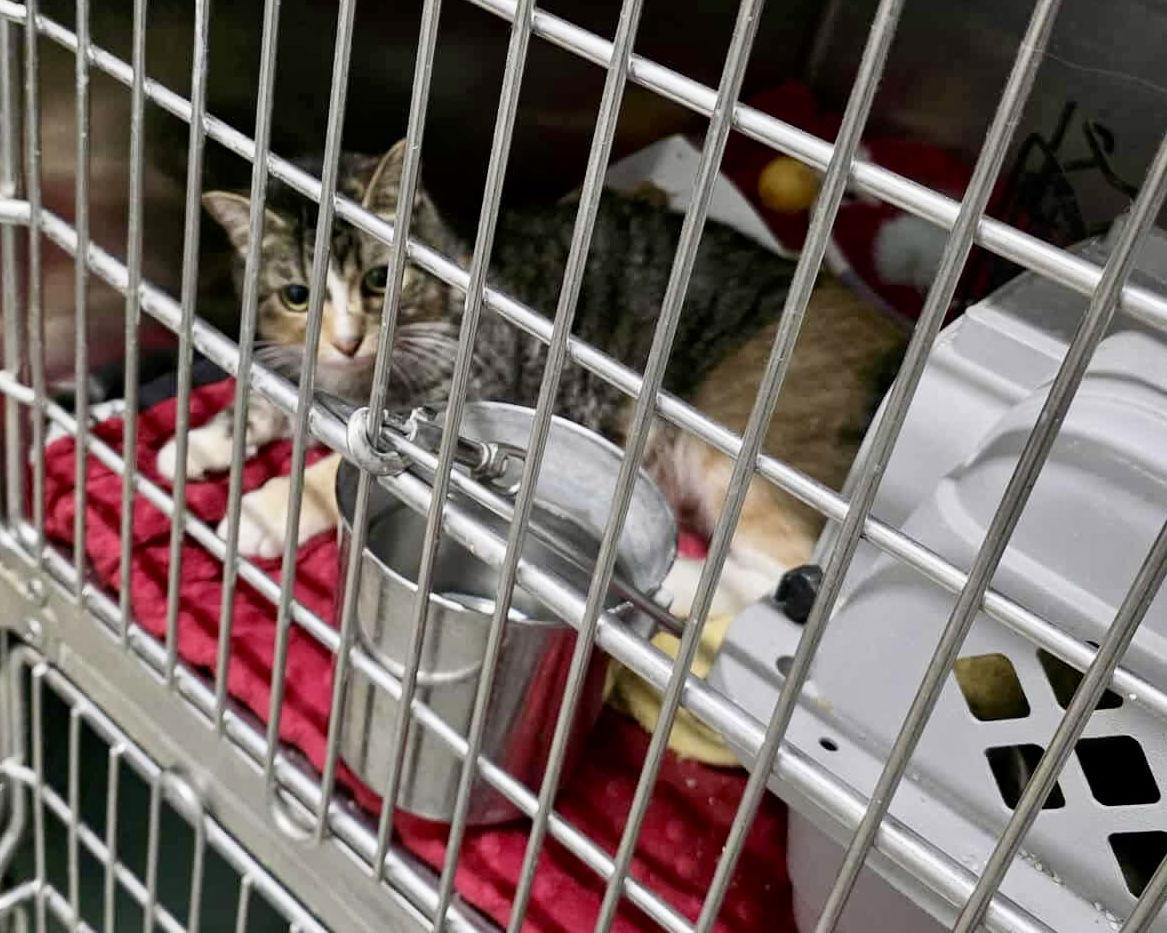 Bessie — thumbnail 2