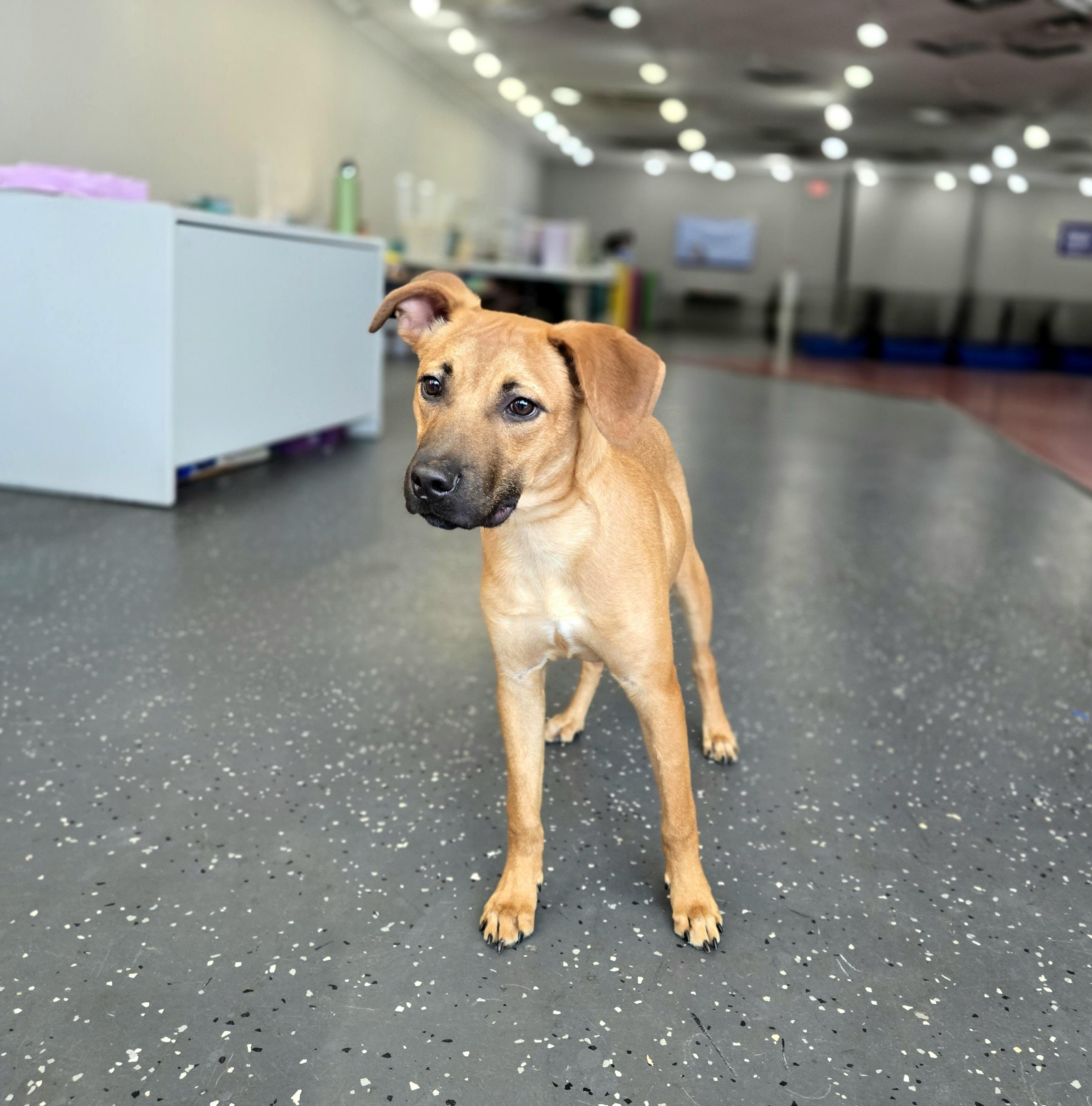 Enlarge Relay, a ADOPTABLE mixed breed in Oviedo, FL image 3/3