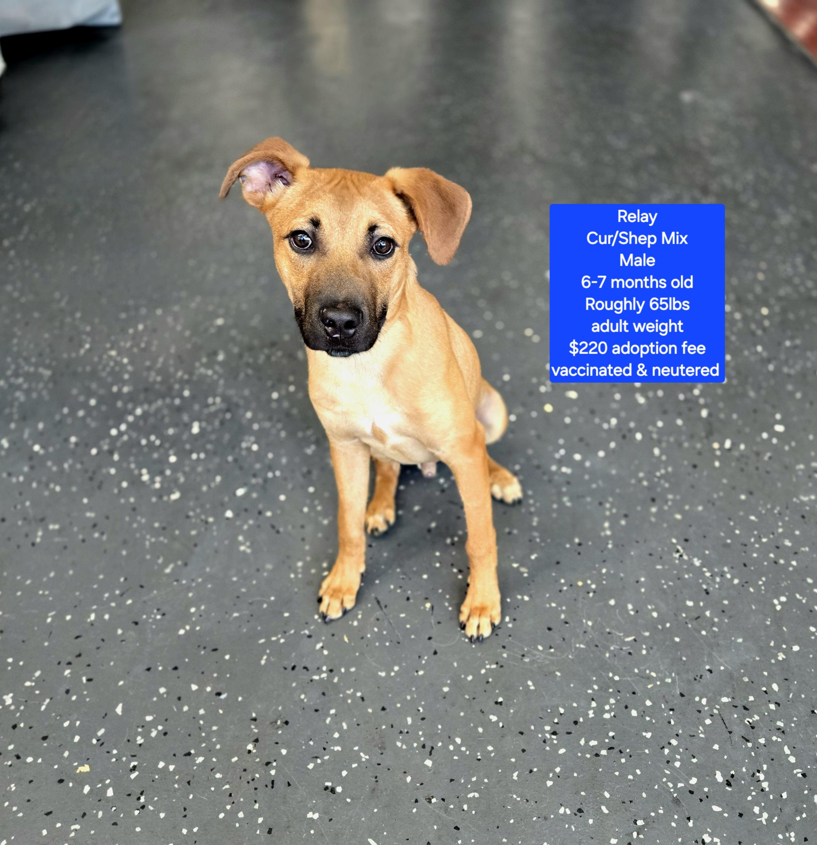 Relay, ADOPTABLE, Young Male Black Mouth Cur & Shepherd.