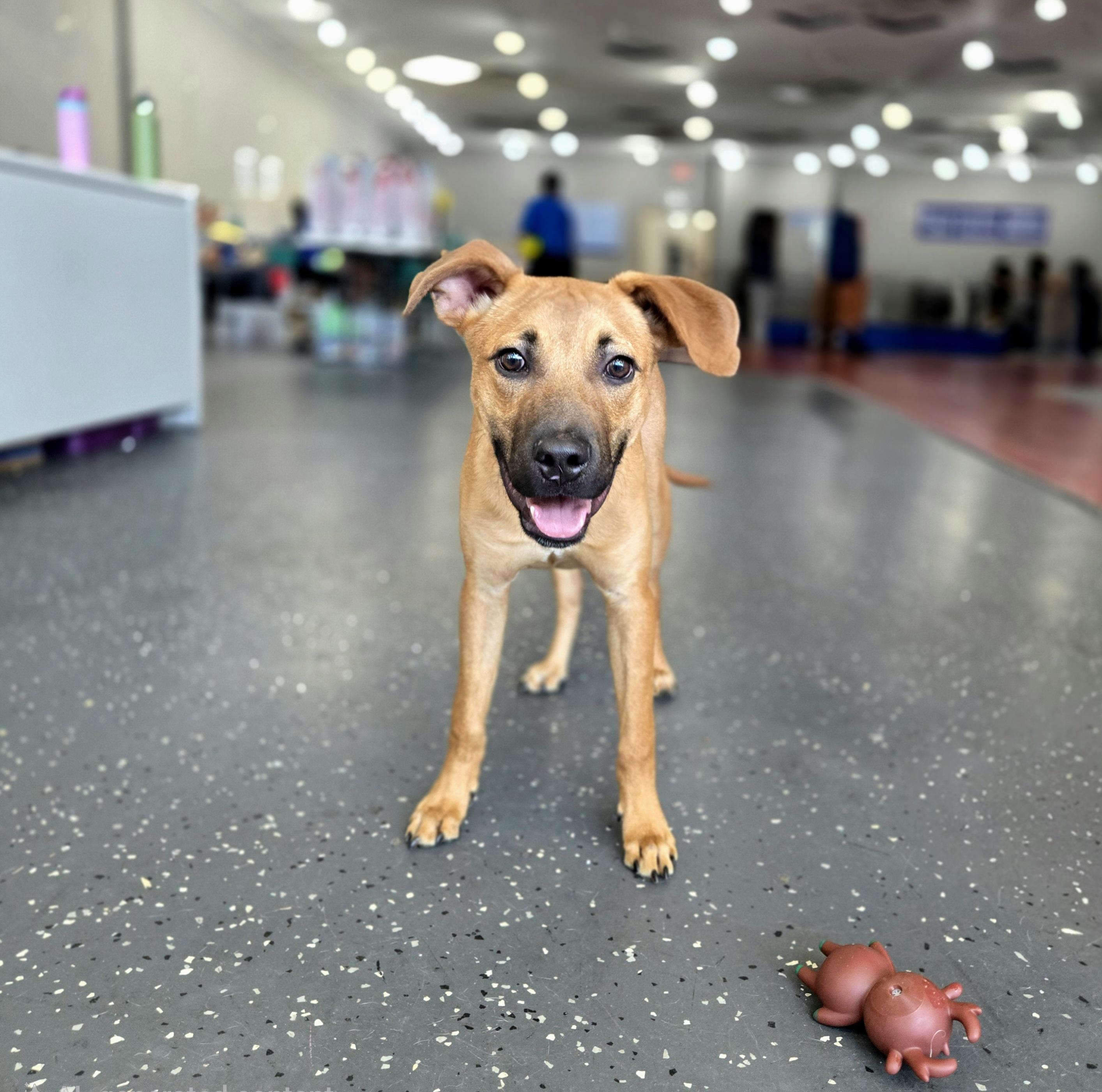 Enlarge Relay, a ADOPTABLE mixed breed in Oviedo, FL image 2/3