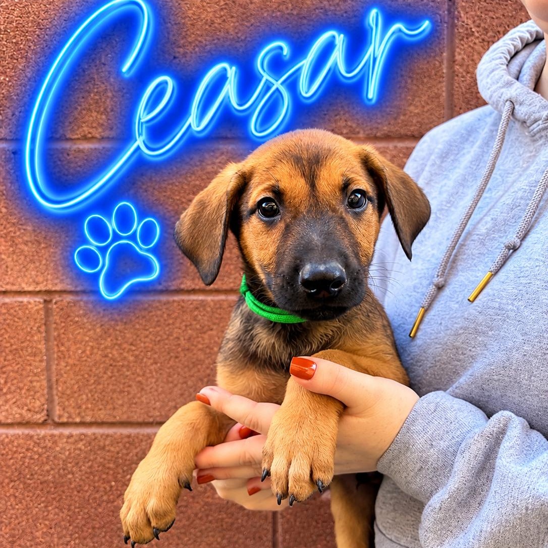 Ceaser, Adoptable, Puppy Male Doberman Pinscher.