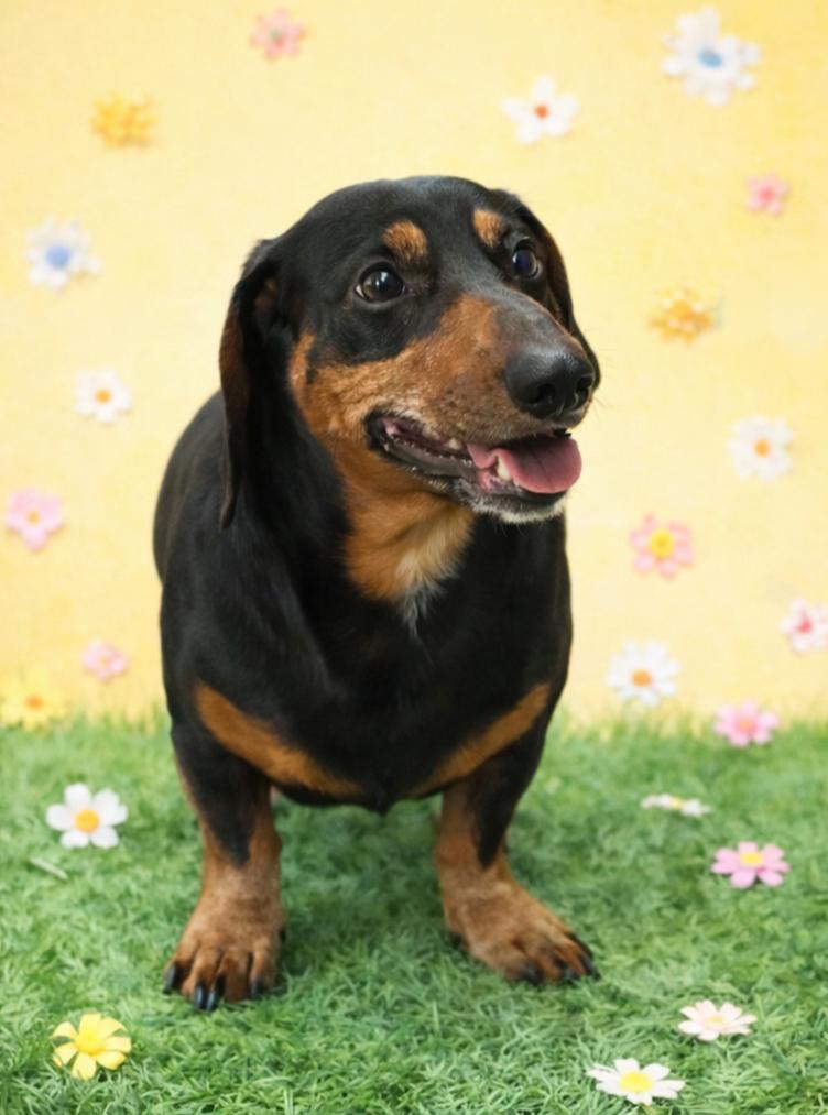 Enlarge Sweet Doxie Dad, a ADOPTABLE Dachshund in Redondo Beach, CA image 3/5