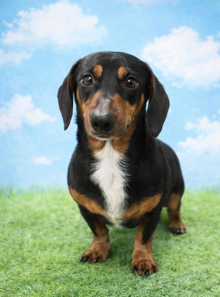 Enlarge Sweet Doxie Dad, a ADOPTABLE Dachshund in Redondo Beach, CA image 4/5