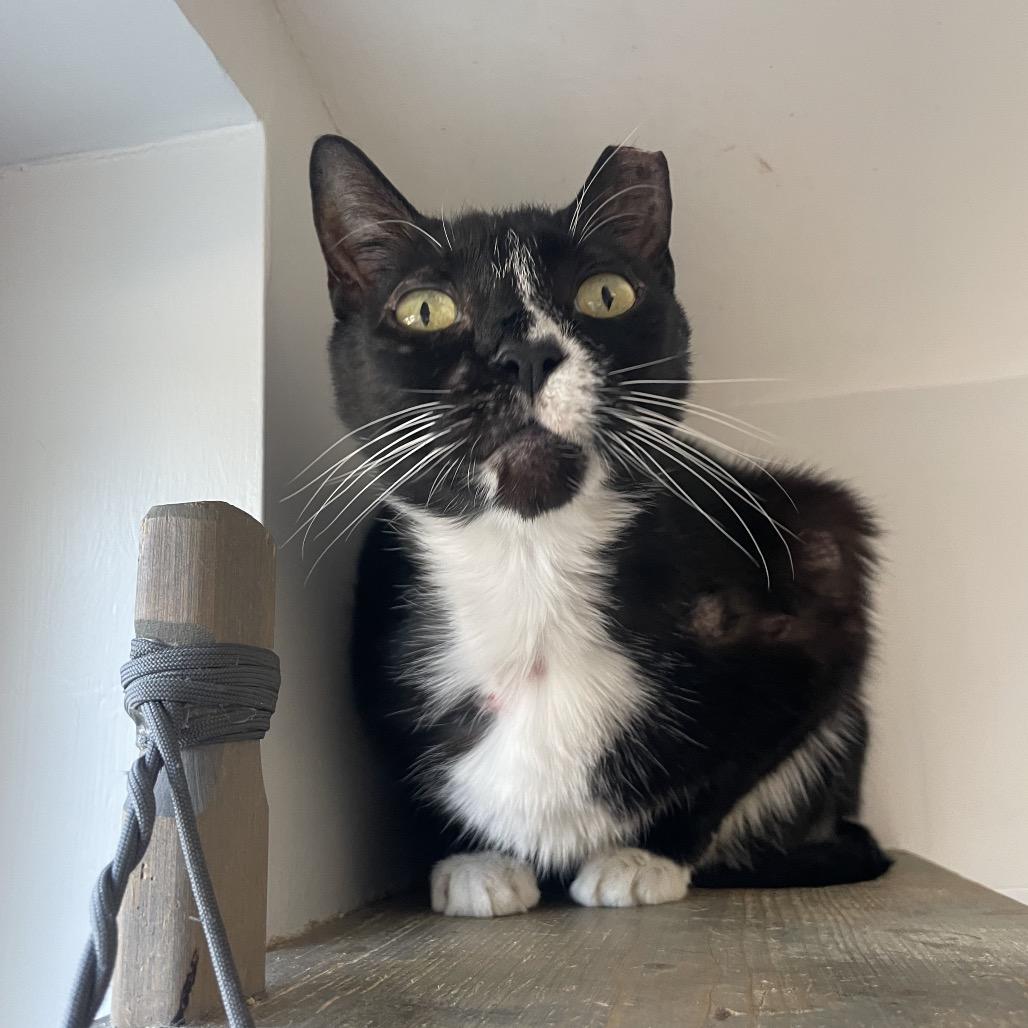 Scorpio, Adoptable, Adult Male Domestic Short Hair.