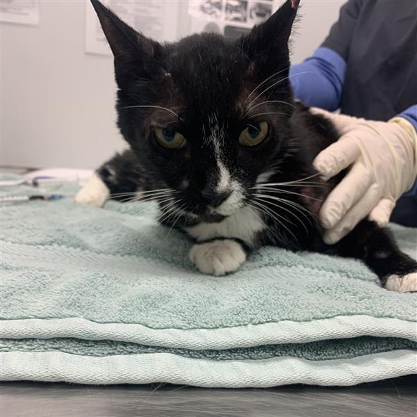 Enlarge Scorpio, a Adoptable Domestic Short Hair in Jacksonville, FL image 3/6