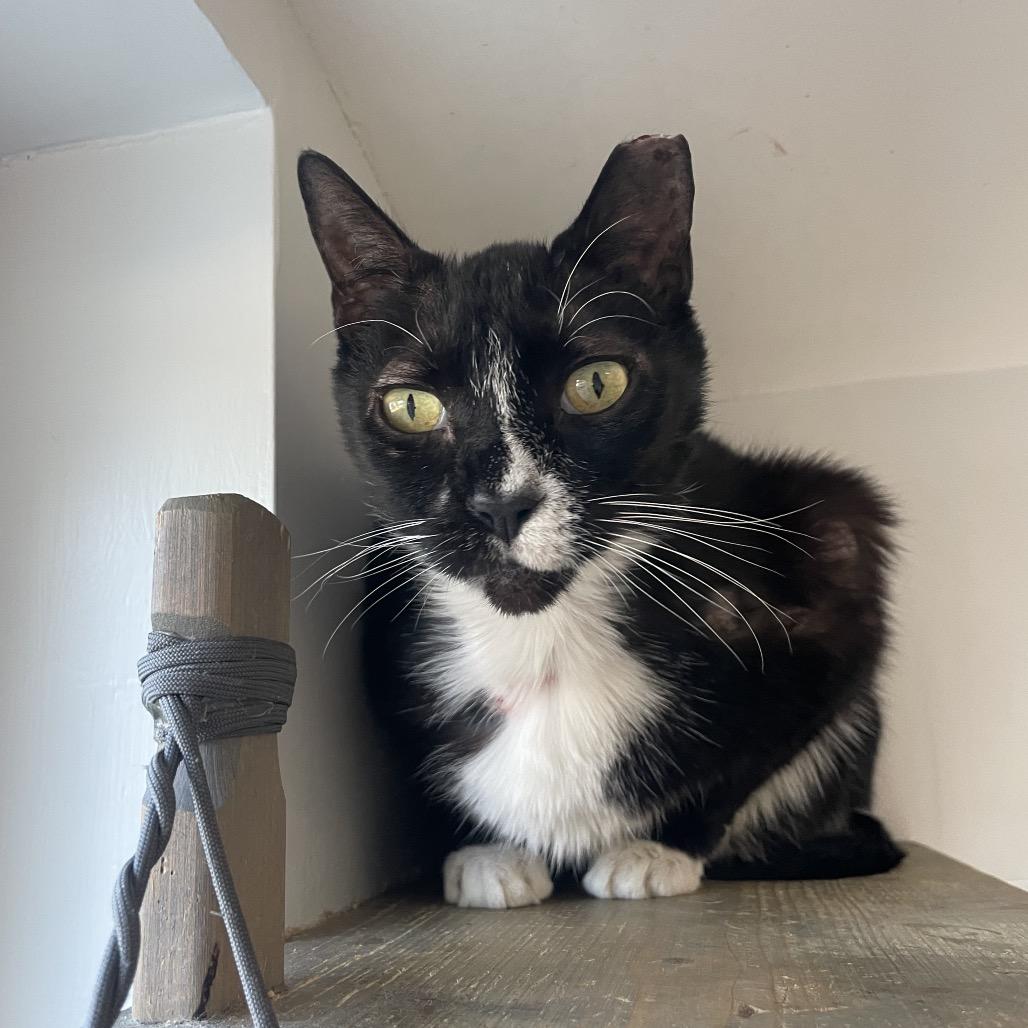 Enlarge Scorpio, a Adoptable Domestic Short Hair in Jacksonville, FL image 4/6