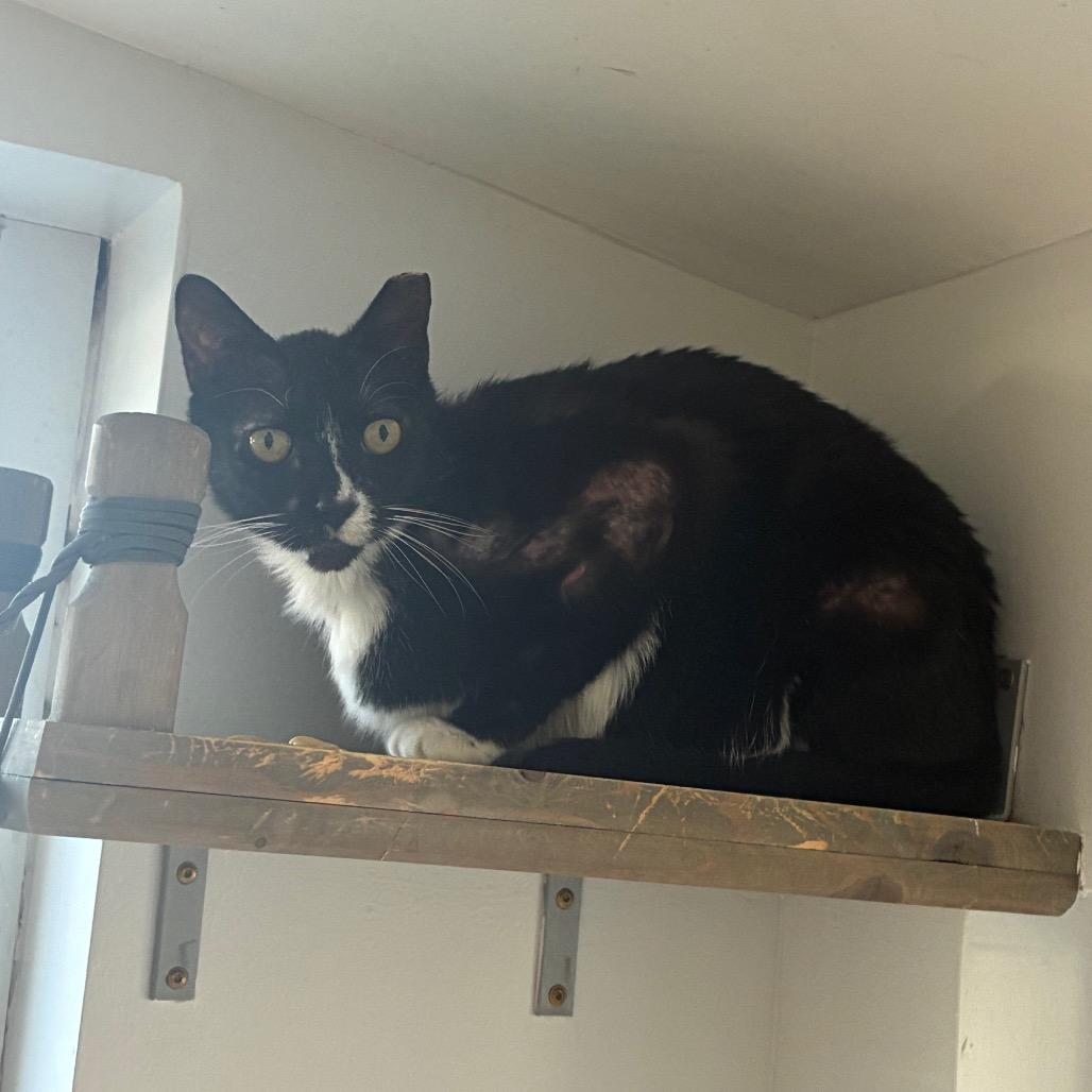 Enlarge Scorpio, a Adoptable Domestic Short Hair in Jacksonville, FL image 5/6