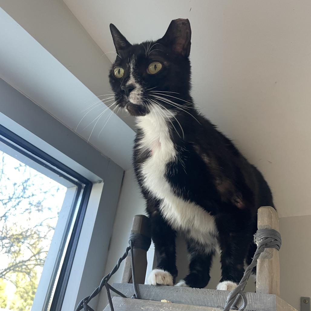 Enlarge Scorpio, a Adoptable Domestic Short Hair in Jacksonville, FL image 6/6