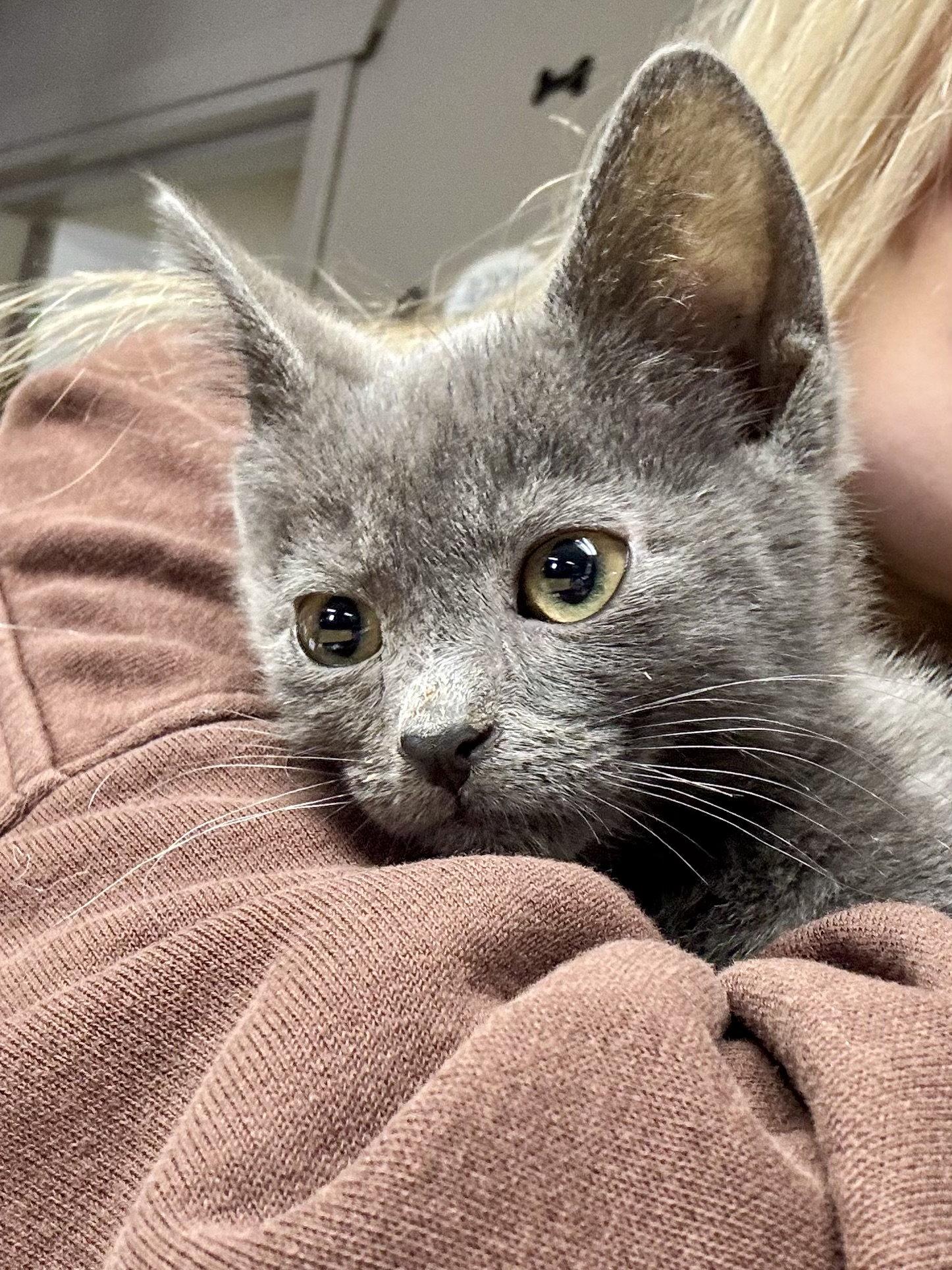 CAT - Clover, Adopted, Kitten Male Domestic Medium Hair.