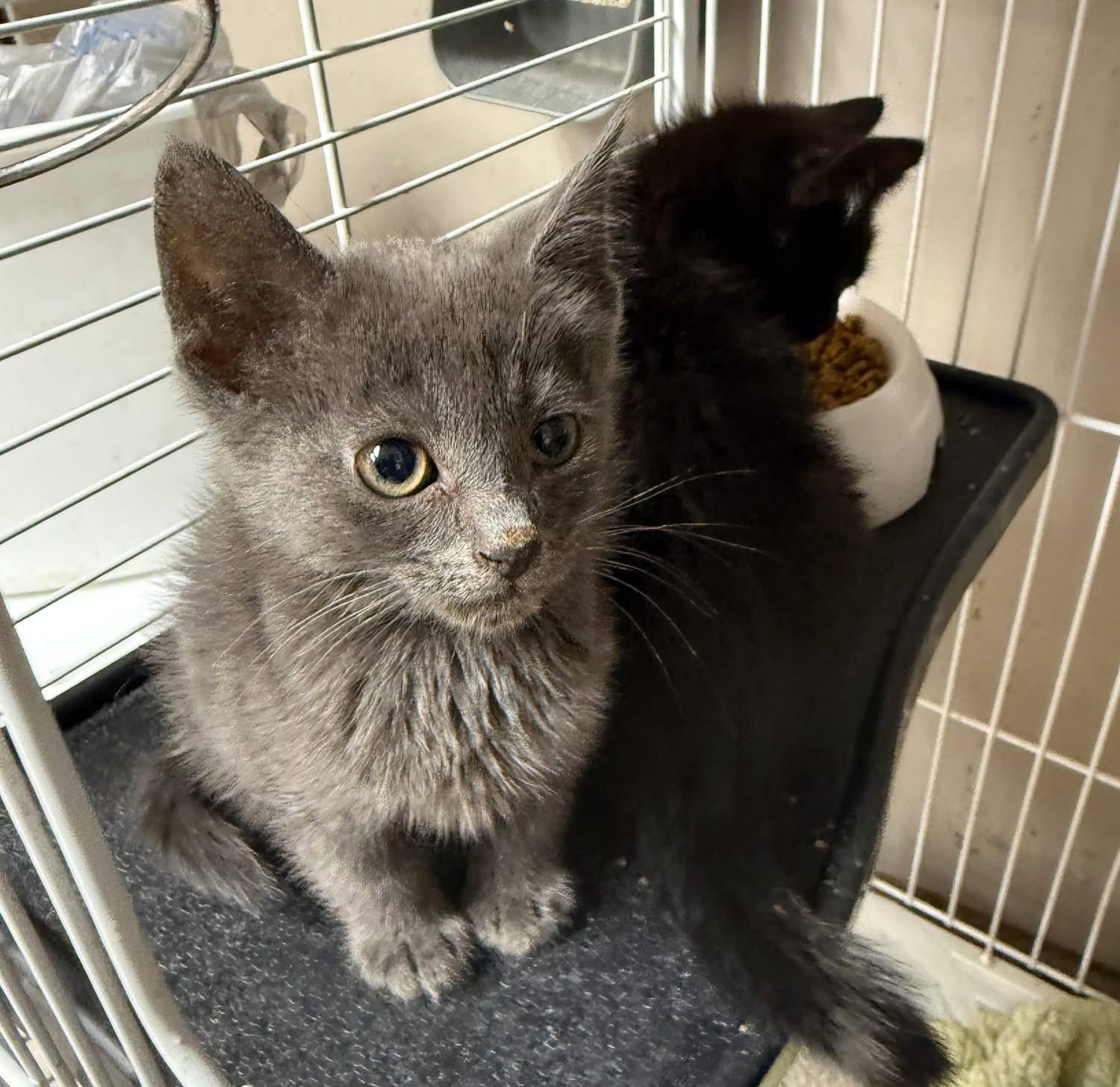 Enlarge CAT - Clover, a Adopted Domestic Medium Hair in GILBERTS, IL image 2/3